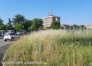 Viterbo - Erba alta al Riello