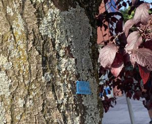 Vasanello - Censimento del patrimonio arboreo
