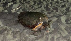 Caretta caretta a Ostia