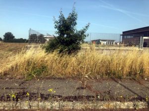 Acquapendente - Erbacce alla zona industriale di Campo Morino