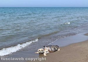 Tarquinia - Carcassa di tartaruga spiaggiata