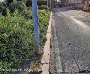 Viterbo - Erbacce a via Volta