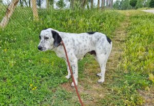 La cagnolina Molly