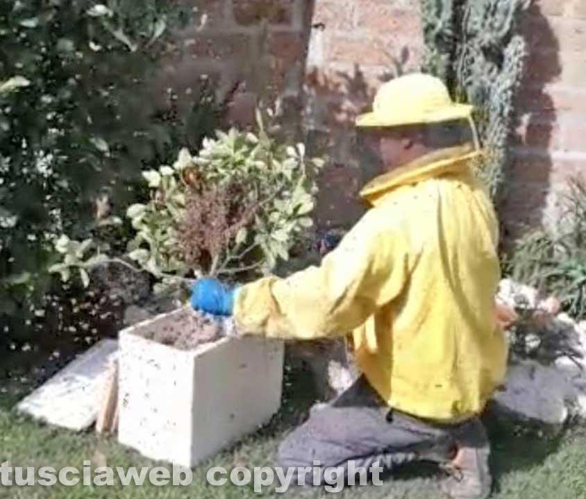 "Sciamatura tardiva di api" - Tusciaweb.eu - Vimarsana News