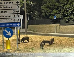 Viterbo - Cinghiali alla rotatoria in via Genova