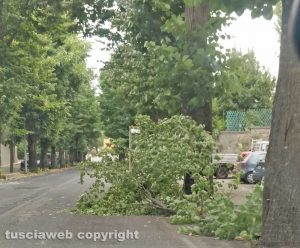 Viterbo - Ramo caduto in via della Grotticella per le forti raffiche di vento