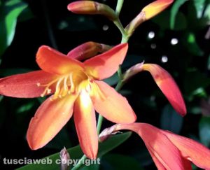 Una crocosmia