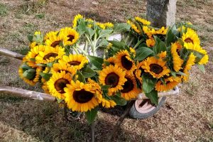 Girasoli