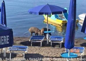 I cinghiali scendono al lago di Bracciano a bere