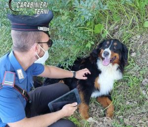 Montecastrilli - Il cane messo in salvo dai carabinieri