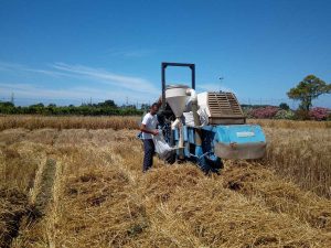 Tarquinia - Concluse le operazioni di trebbiatura