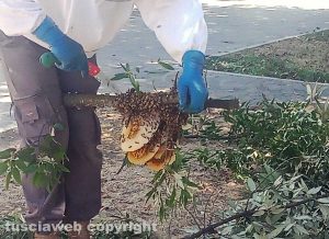 Civita Castellana - Sciame d'api in centro