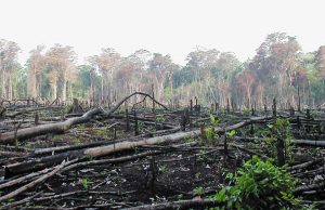 Deforestazione