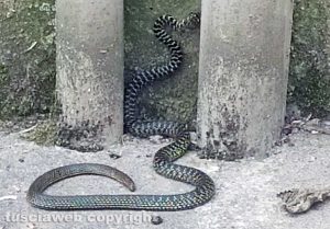 Viterbo - Lungo serpente vicino alla ferrovia