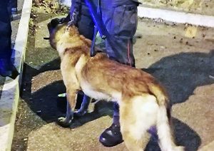 Carabinieri in azione con le unità cinofile