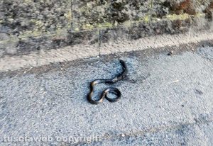 Viterbo - Serpente vicino alla ferrovia