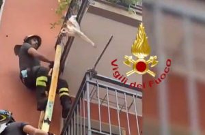 Milano - Cagnolino sospeso nel vuoto