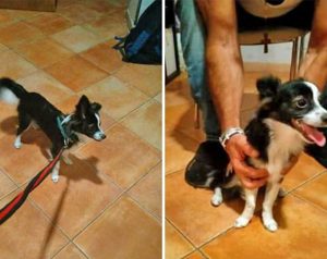 Viterbo - La cagnolina ritrovata sulla Cassia sud