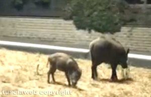 Cinghiali al pascolo