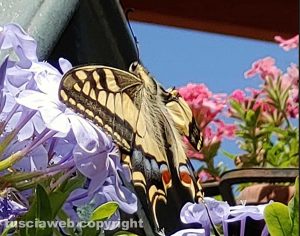 Una farfalla sui fiori