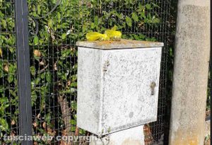 Viterbo - Escrementi in una busta su un contatore