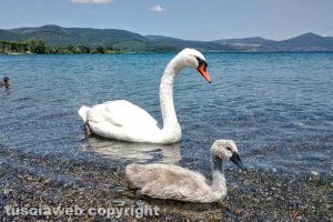 Cigni sul lago di Bracciano
