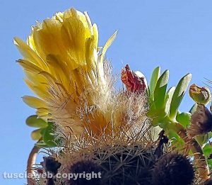 Parodia in fiore