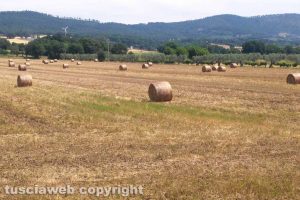 La campagna di Bolsena