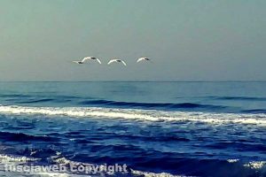 Cigni in volo sul mare