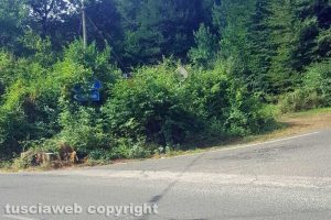 Ronciglione - Lo specchio coperto dalla vegetazione