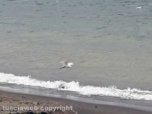 Le ali della libertà di una gazzetta