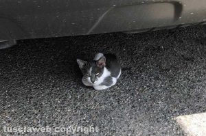 Viterbo - Un piccolo gatto in strada