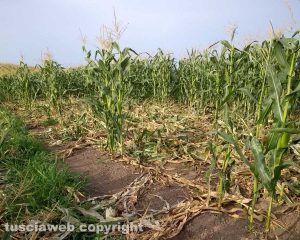 Viterbo - I danni al campo di mais