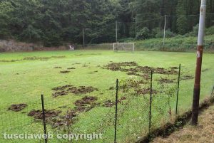 Vetralla - I danni fatti dai cinghiali al campo sportivo "L. Nagni"
