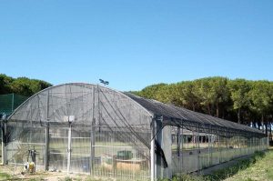 Tarquinia - La tenda ombreggiante per la serra