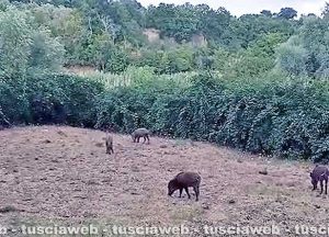 Viterbo - Cinghiali a via Belluno