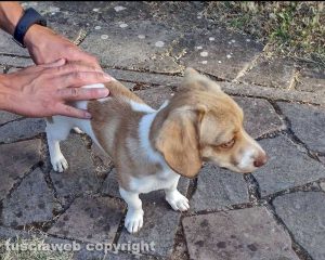 La cagnolina ritrovata in strada Piangoli