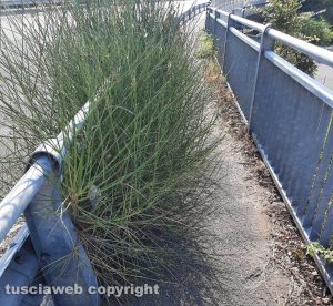 Viterbo - Erbacce sui marciapiedi in via Alessandro Volta