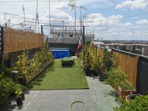 Roma - Piante di marijuana sul terrazzo