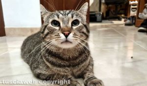 Viterbo - Tato è tornato a casa