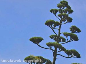 Una grandissima agave e il suo bellissimo fiore...