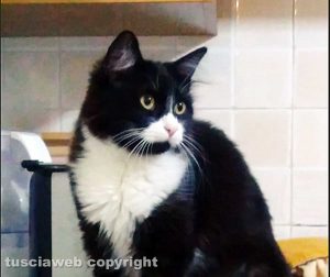 Il gatto smarrito a Vitorchiano