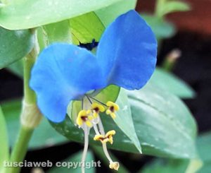 Un fiore di erba miseria (tradescantia virginiana)