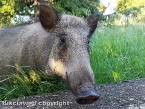 Un cinghiale