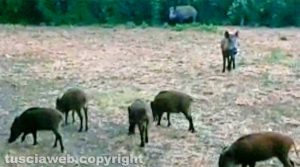 Un branco di cinghiali
