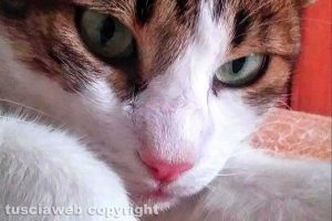 Il gatto di nome Gentile