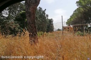 Viterbo - Incuria a Monterazzano