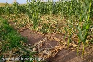 Viterbo - Campo di mais devastato dai cinghiali