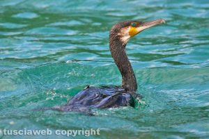 Un cormorano al lago di Bolsena