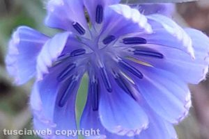 Un fiore di cicoria